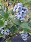 Sadenice čučoriedok P9 3,50 zł / 0,8 Euro (4/4)
